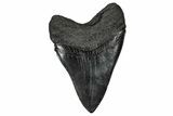 Fossil Megalodon Tooth - South Carolina #340293-1
